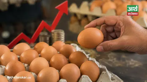 चाडपर्वको मागसँगै अण्डाको होलसेल मूल्य बढ्यो, खुद्रा मूल्य यथावत