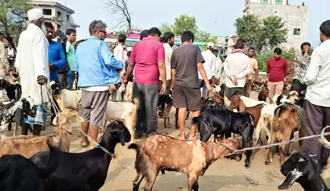खसीको मूल्य: कपिलवस्तुका किसानलाई अपेक्षित दाम छैन, मोरङमा मासुको अधिकतम मूल्य तोकियो