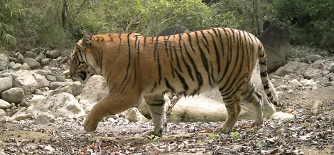 लमजुङको जलविद्युत् आयोजनामा पासोमा परेको घाइते बाघ फेला