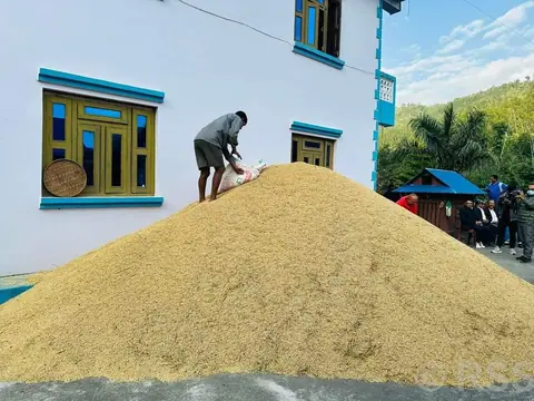Lack of storage and Tihar expenses push Dang farmers to sell paddy below support price