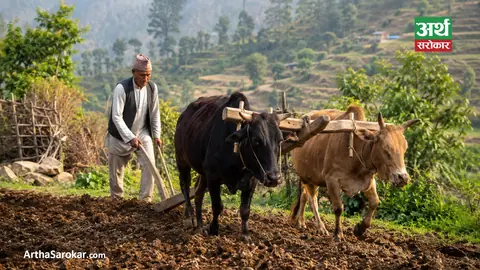 आँबुखैरेनीमा हलगोरु पाल्ने ४६ किसानलाई अनुदान