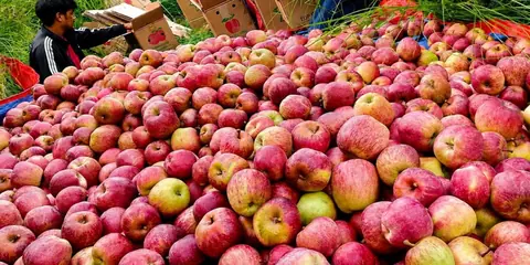 Jumla exports 7,330 metric tonnes of apples