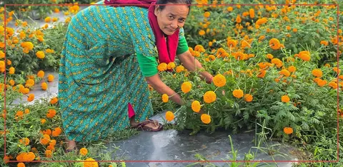 तिहारअघि वर्षाले सयपत्री खेतीमा क्षति, किसान निराश