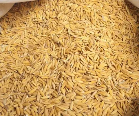 समर्थन मूल्यभन्दा सस्तोमा धान बेच्दै दाङका किसान